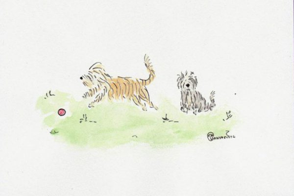 chien bearded collie paulinadesign paulinagancarczyk