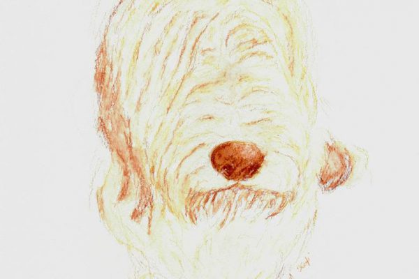 crayon bearded collie paulinadesign paulinagancarczyk